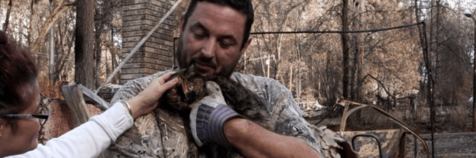 A cat scared by alive after the Camp Fire in Paradise, CA.